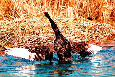 Q版美少女动作游戏《幻象破坏者：战场终极版》2月发售